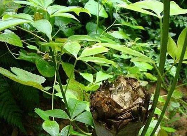 Giong cay toan than la mo vang