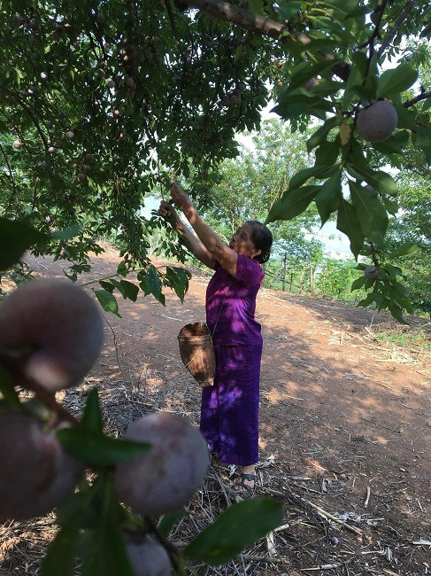 Loai man dat do cua Viet Nam dang gay sot vi qua ngon ngot-Hinh-3