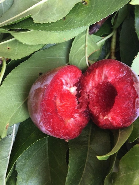 Loai man dat do cua Viet Nam dang gay sot vi qua ngon ngot-Hinh-6