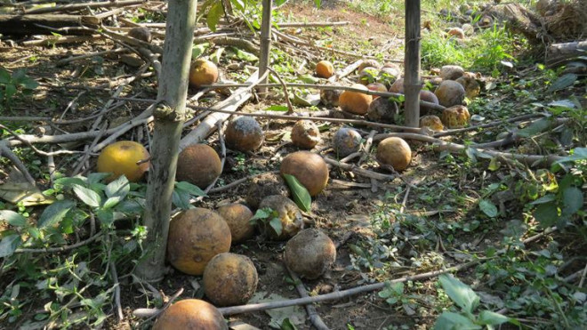 Cam tien Vua o Nghe An rung day vuon sau mua lu-Hinh-3