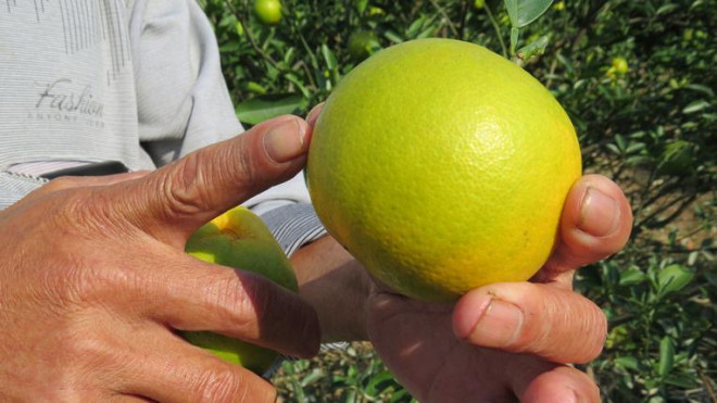 Cam tien Vua o Nghe An rung day vuon sau mua lu-Hinh-6