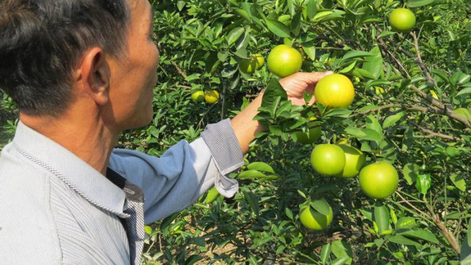 Cam tiến Vua ở Nghệ An rụng đầy vườn sau mưa lũ - Hình 4 Cam tien Vua o Nghe An rung day vuon sau mua lu-Hinh-4