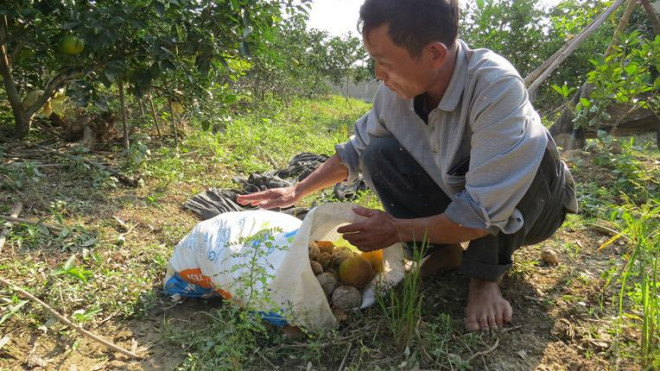 Cam tien Vua o Nghe An rung day vuon sau mua lu