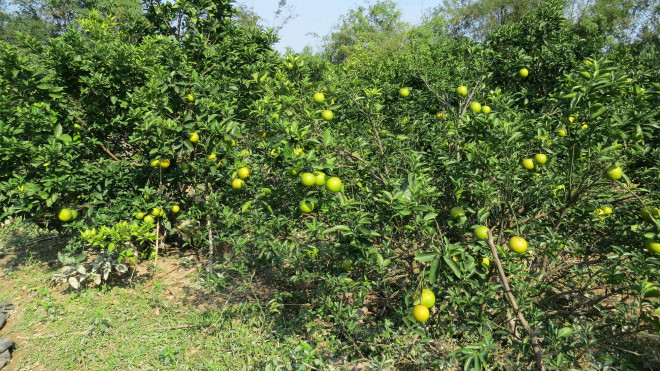 Cam tien Vua o Nghe An rung day vuon sau mua lu-Hinh-5