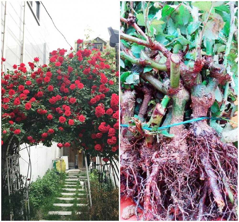 Chuong hong ngoai, mua phai hong thai loai