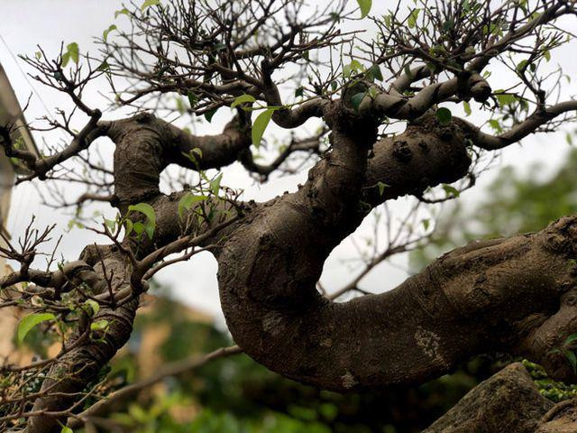 Ngam cay sanh dang the la ky tren phien da khung-Hinh-4