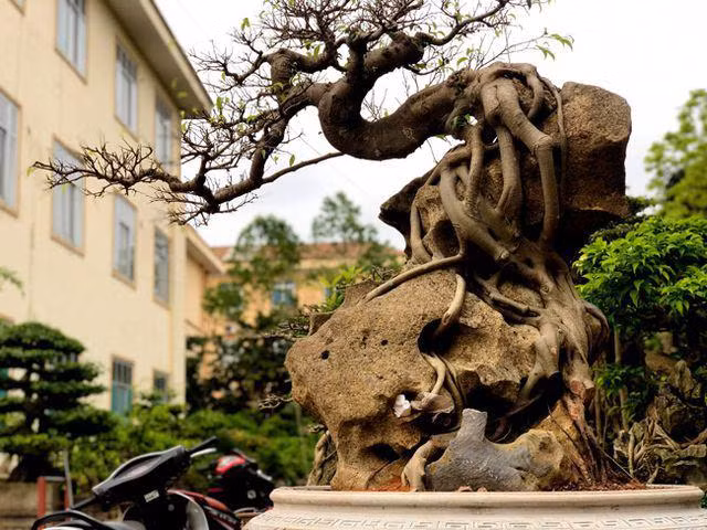 Ngam cay sanh dang the la ky tren phien da khung-Hinh-5