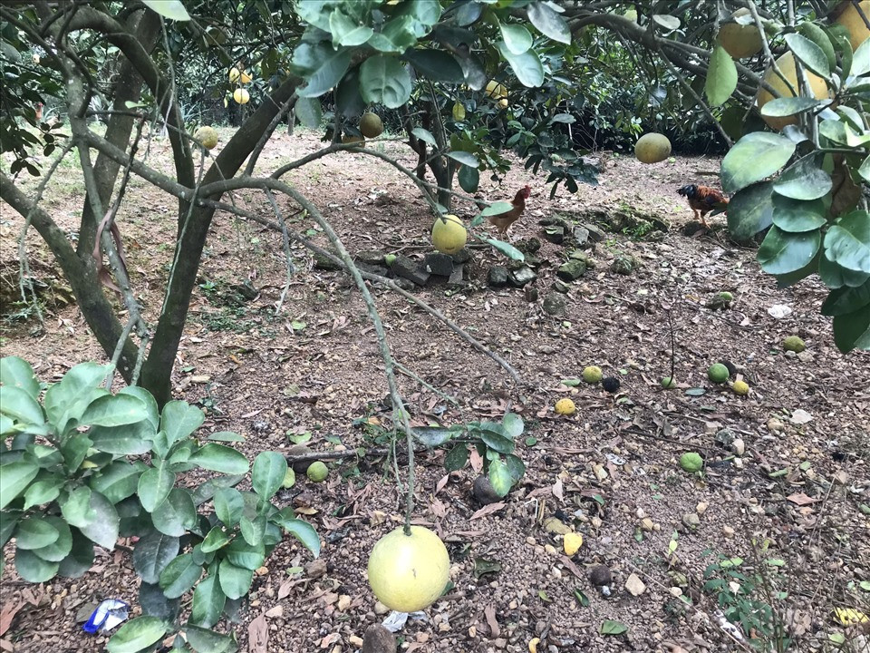 Buoi Dien duoc rao ban ram ro voi gia 5.000 dong/qua-Hinh-2