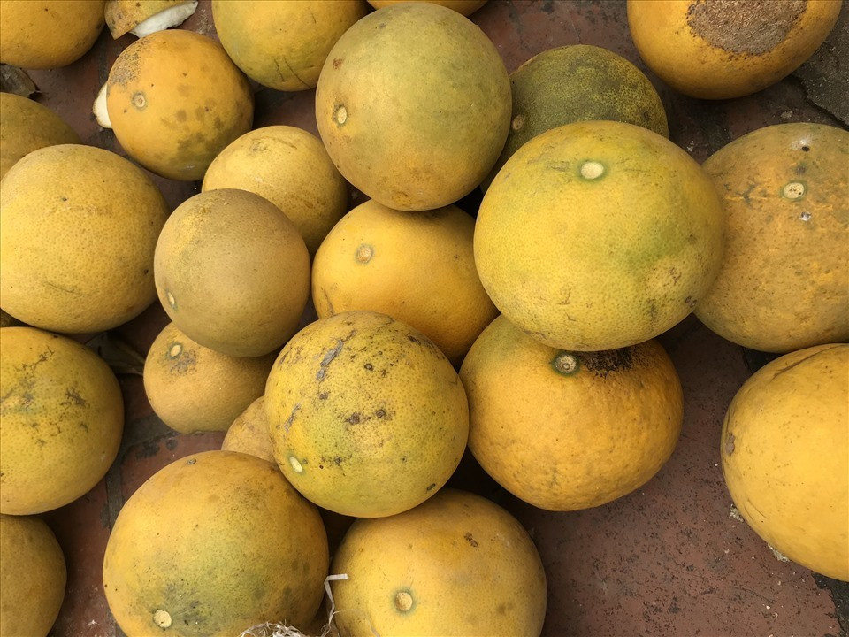 Buoi Dien duoc rao ban ram ro voi gia 5.000 dong/qua-Hinh-4