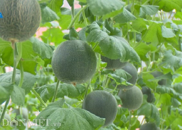 Dua nghe nhac thinh phong cho nhieu trai, ngon ngot hon-Hinh-7