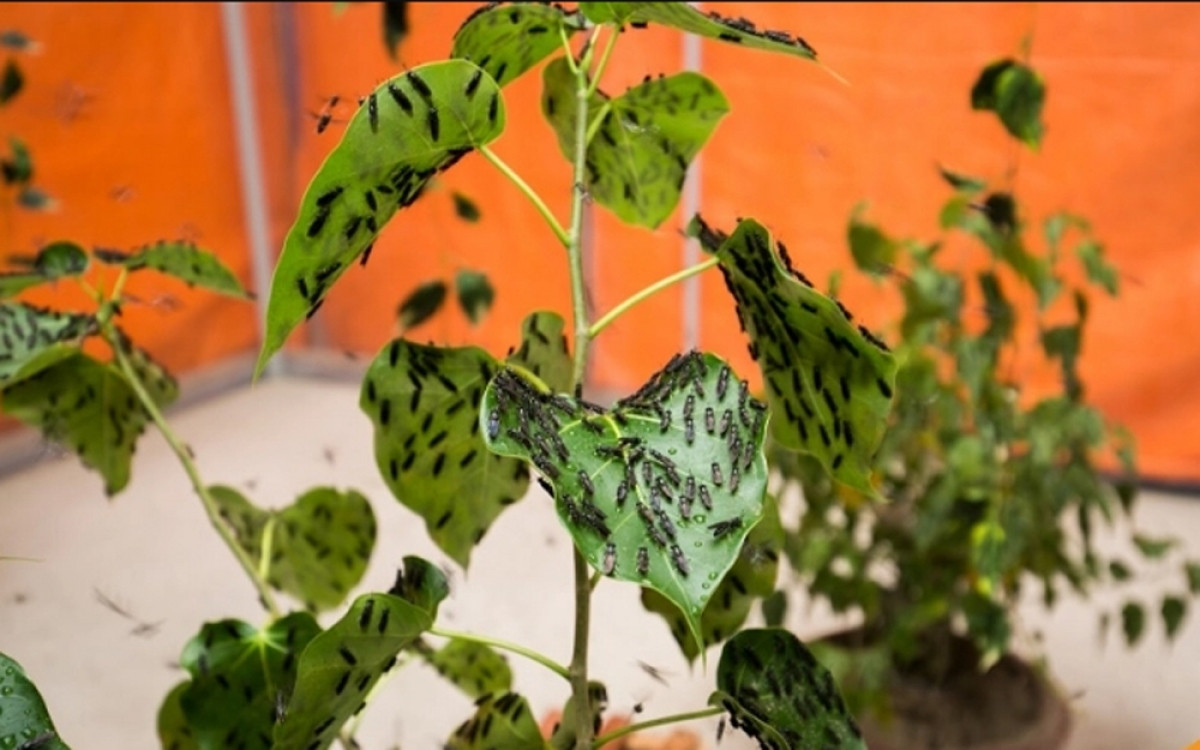 Nuoi nhung con con trung mang lai nguon thu khung khong ngo-Hinh-2