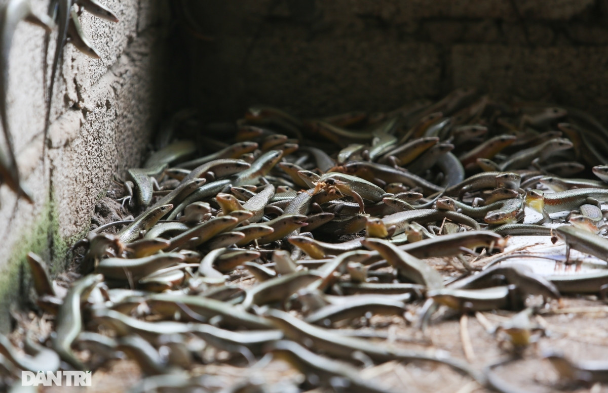 Nuoi nhung con con trung mang lai nguon thu khung khong ngo-Hinh-8