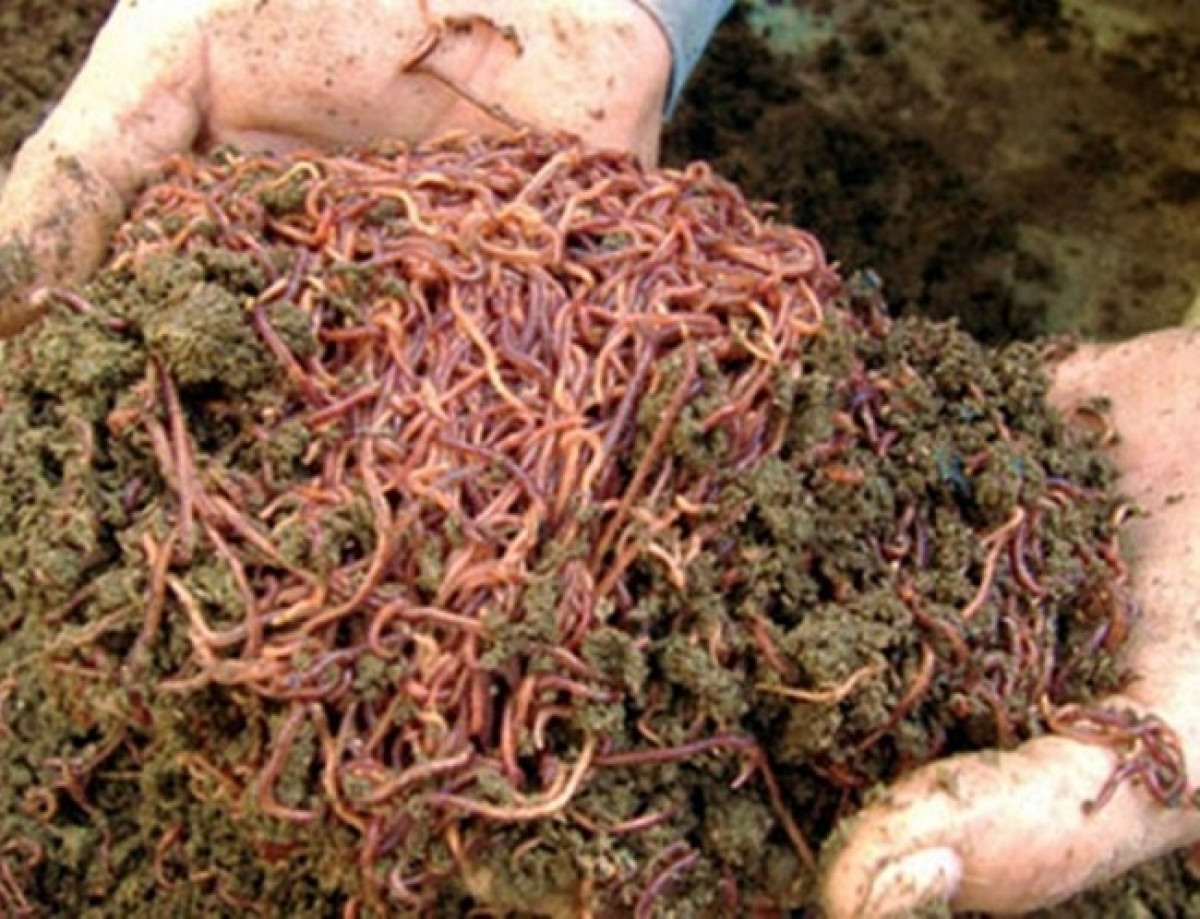 Nuoi nhung con con trung mang lai nguon thu khung khong ngo-Hinh-3