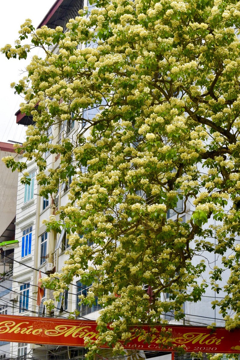 Cay hoa 'bau vat' cua lang Dinh Thon, 'doc nhat vo nhi' o Ha Noi-Hinh-12