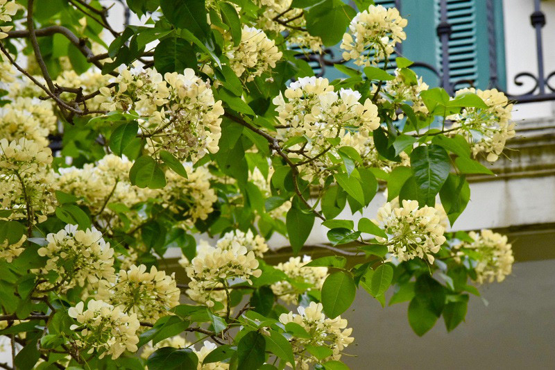 Cay hoa 'bau vat' cua lang Dinh Thon, 'doc nhat vo nhi' o Ha Noi-Hinh-10