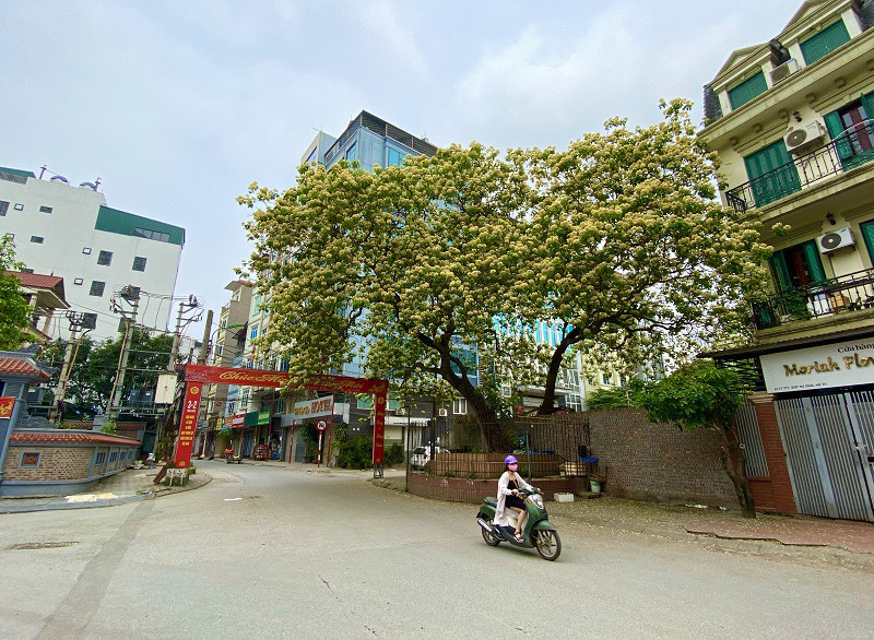 Cay hoa 'bau vat' cua lang Dinh Thon, 'doc nhat vo nhi' o Ha Noi