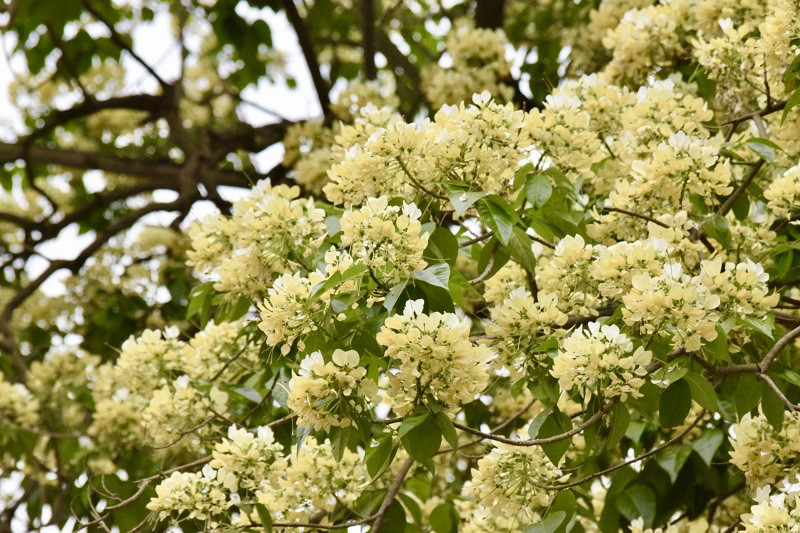 Cay hoa 'bau vat' cua lang Dinh Thon, 'doc nhat vo nhi' o Ha Noi-Hinh-7