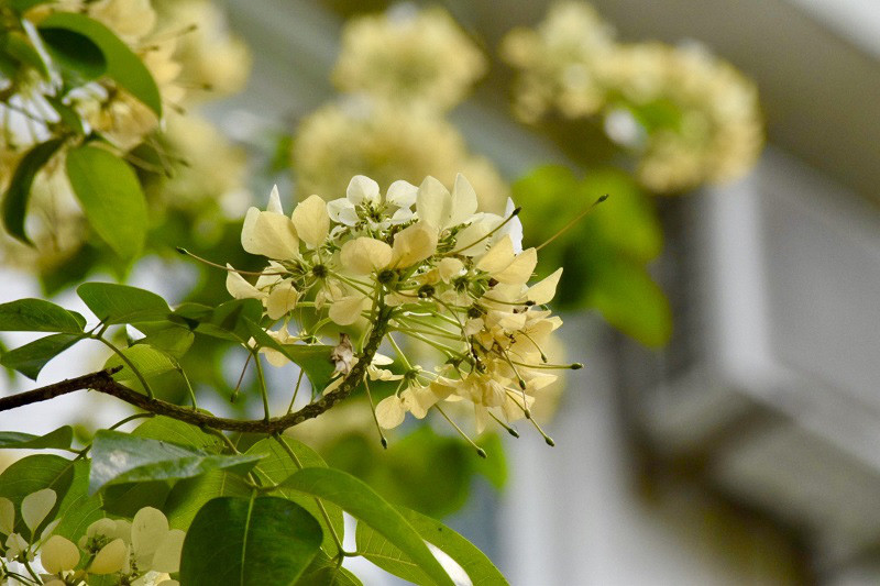 Cay hoa 'bau vat' cua lang Dinh Thon, 'doc nhat vo nhi' o Ha Noi-Hinh-4