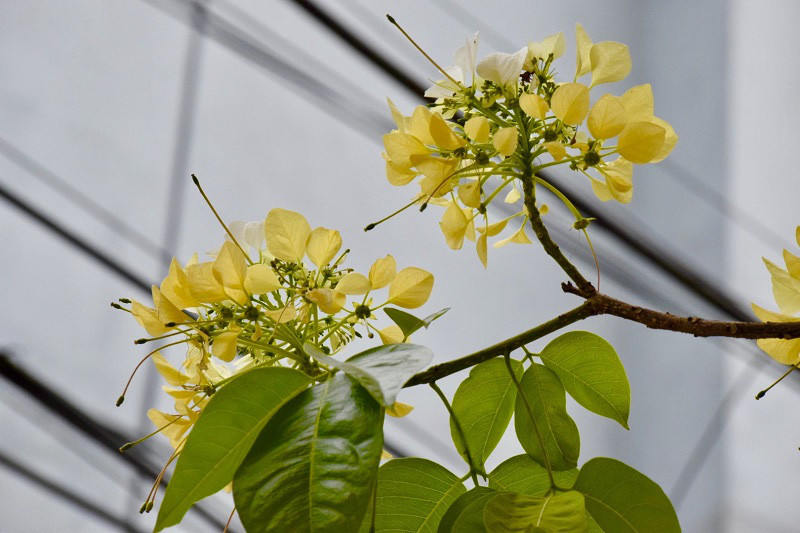 Cay hoa 'bau vat' cua lang Dinh Thon, 'doc nhat vo nhi' o Ha Noi-Hinh-8