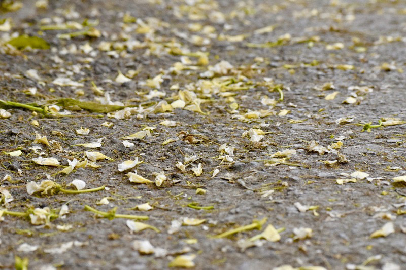Cay hoa 'bau vat' cua lang Dinh Thon, 'doc nhat vo nhi' o Ha Noi-Hinh-9
