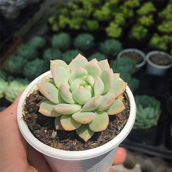 Dat chau cay canh o dau trong nha thi tai loc 