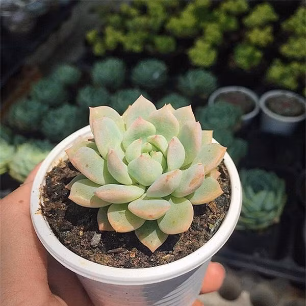 Dat chau cay canh o dau trong nha thi tai loc 