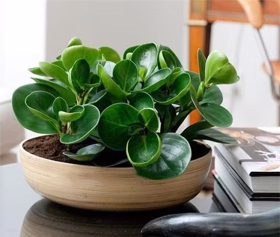 Dat chau cay canh o dau trong nha thi tai loc 