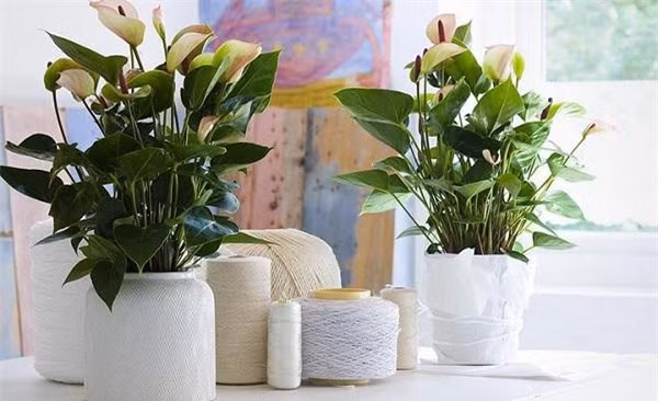 Dat chau cay canh o dau trong nha thi tai loc 