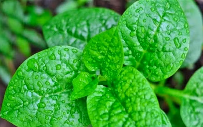 Tac hai cua rau mong toi phai tranh xa keo ruoc benh