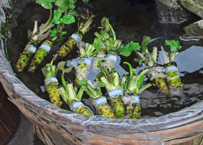 Thu gay soc tan oc phai nuong chieu moi moc-Hinh-4