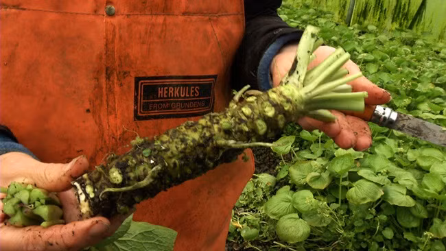 Thu gay soc tan oc phai nuong chieu moi moc-Hinh-10