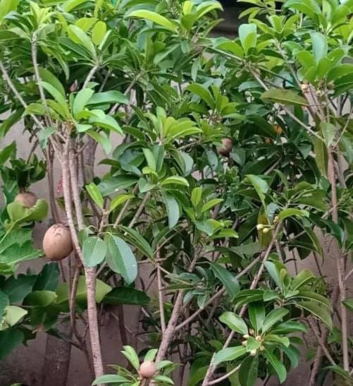 Hồng xiêm đang trong thời điểm ra hoa và quả. 