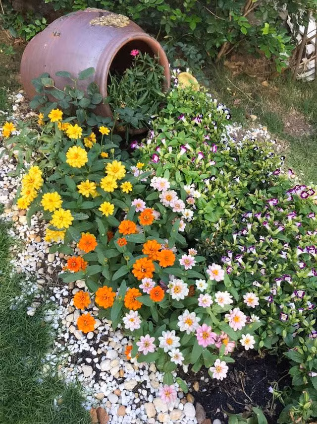 Hoa nở tươi bao phủ cả một góc vườn. 