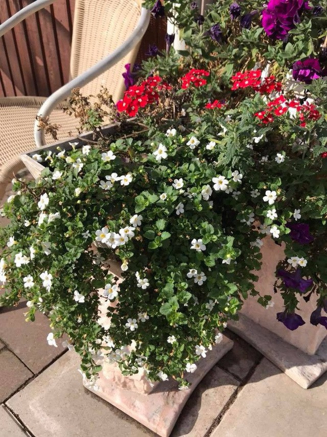 Những khóm hoa được nữ ca sĩ chăm sóc rất cẩn thận. 