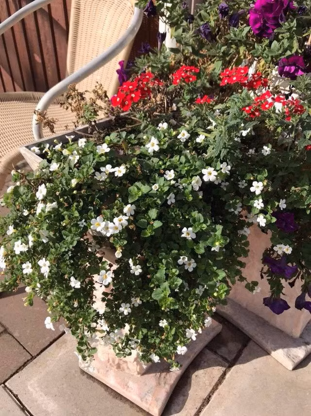 Những khóm hoa được nữ ca sĩ chăm sóc rất cẩn thận. 