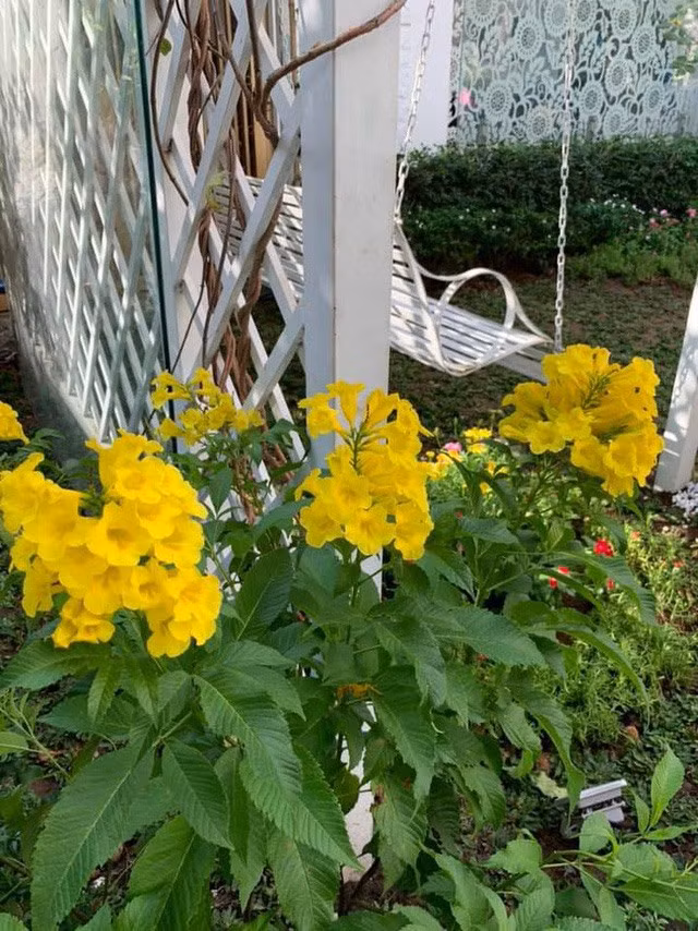 Lúc rảnh rỗi, cô thường dạo bộ trong vườn, chăm sóc cây và hoa. 