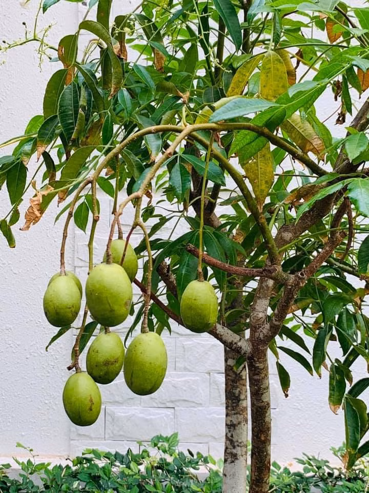 Ngoài ra còn có nhiều cây cóc sai quả. 