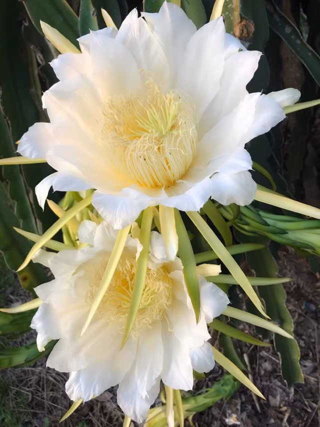 Cũng vì yêu thiên nhiên, dù bận rộn chăm con, dự sự kiện hay kinh doanh, nữ ca sĩ Vy Oanh vẫn dành thời gian chăm chút cho khu vườn của gia đình mình. 