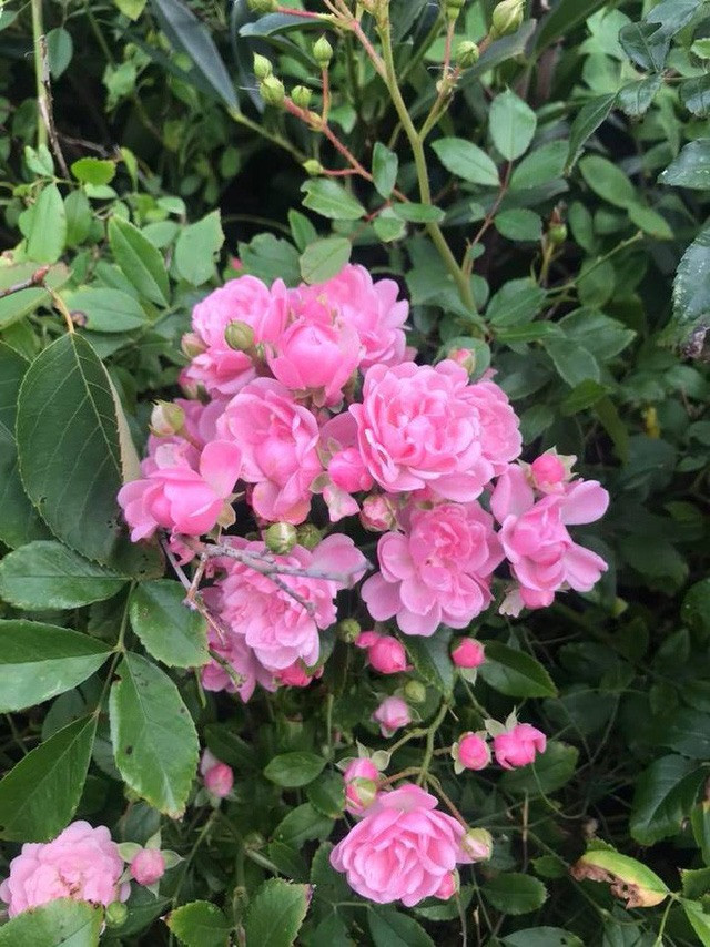 Cuộc sống bình yên và gần gũi với thiên nhiên của Vy Oanh khiến nhiều người không khỏi thích thú. Ảnh: NSCC