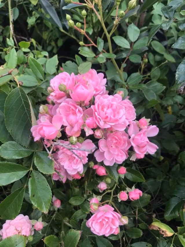 Cuộc sống bình yên và gần gũi với thiên nhiên của Vy Oanh khiến nhiều người không khỏi thích thú. Ảnh: NSCC