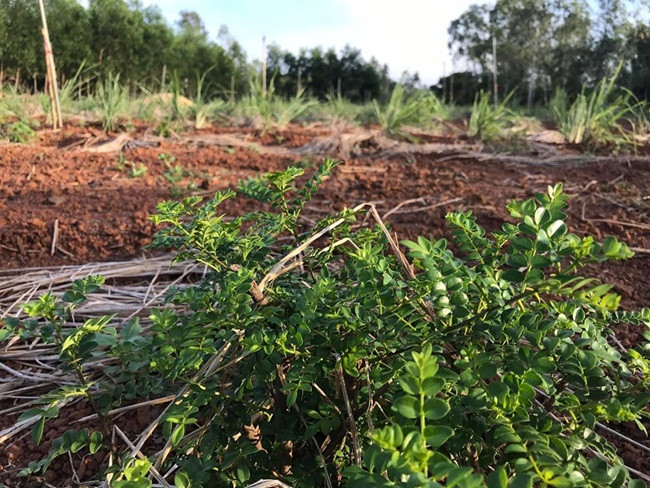 Thu moc hoang bo bui bong 'len doi', co nguoi kiem tien ty-Hinh-7