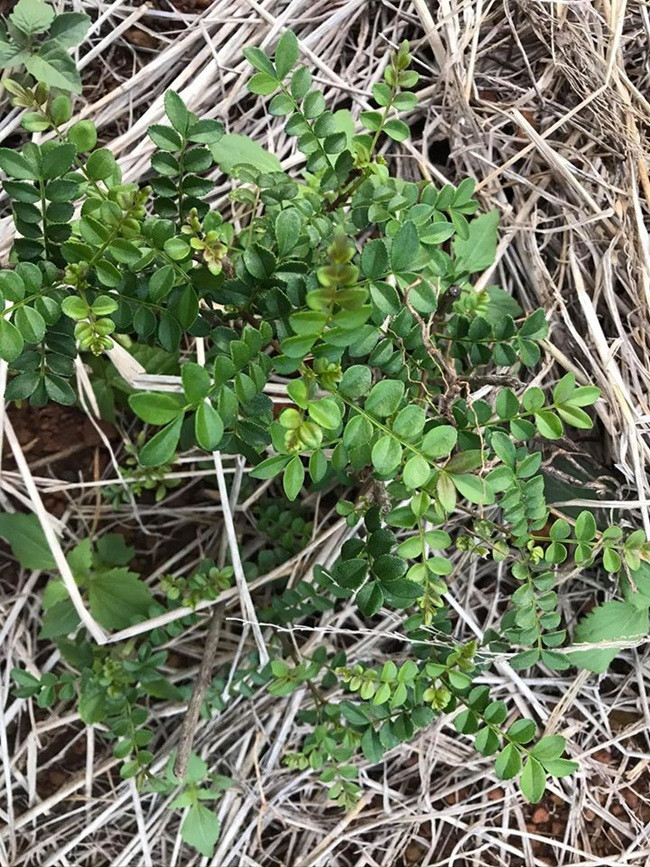 Thu moc hoang bo bui bong 'len doi', co nguoi kiem tien ty-Hinh-10