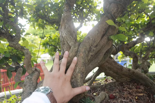 Man nhan dan so ri bonsai nang triu qua-Hinh-4