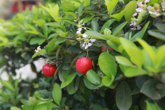 Man nhan dan so ri bonsai nang triu qua-Hinh-3