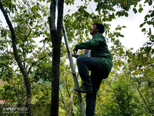 Vung dat co loai qua ten nghe nhu chim vi ngon 'tuyet pham'-Hinh-2
