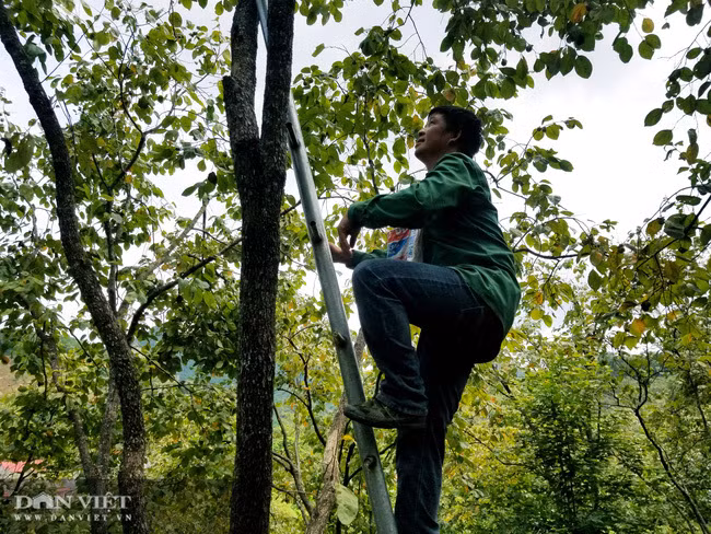 Vung dat co loai qua ten nghe nhu chim vi ngon 'tuyet pham'-Hinh-2