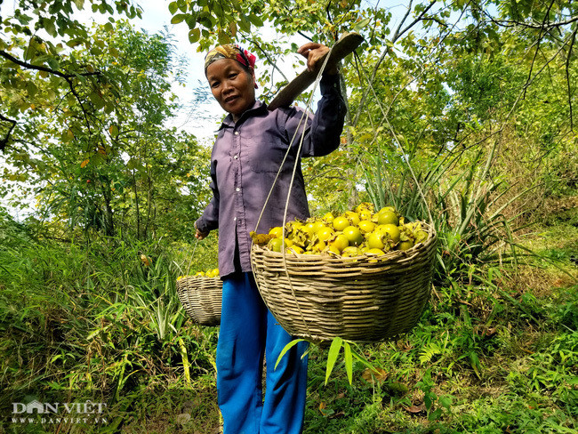 Vung dat co loai qua ten nghe nhu chim vi ngon 'tuyet pham'-Hinh-8