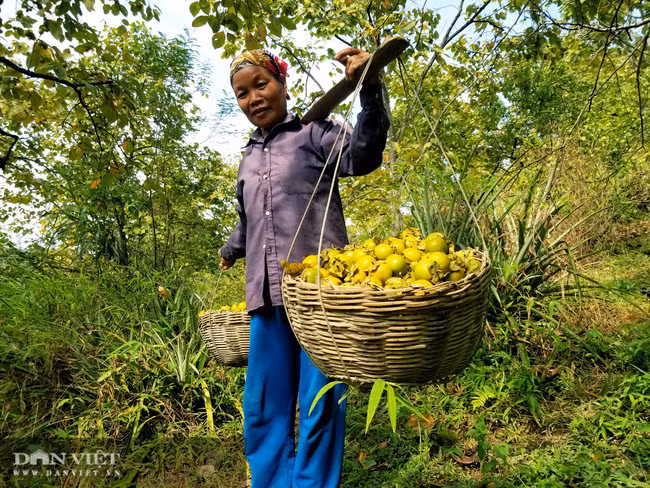 Vung dat co loai qua ten nghe nhu chim vi ngon 'tuyet pham'-Hinh-8