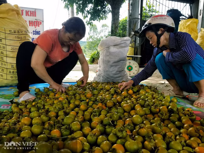 Vung dat co loai qua ten nghe nhu chim vi ngon 'tuyet pham'-Hinh-10