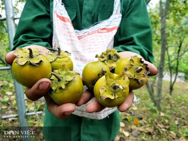 Vung dat co loai qua ten nghe nhu chim vi ngon 'tuyet pham'-Hinh-7